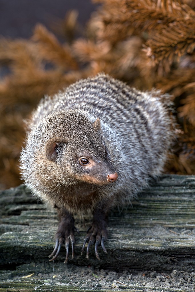zoogdieren hdr natuur huisdieren zoogdier huisdier mammalia natuurmonumenten staatsbosbeheer zoo dierentuin